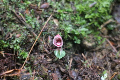 Corybas taliensis