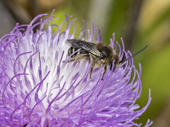 Tetraloniella hohmanni