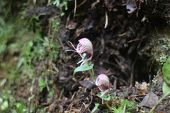 Corybas taliensis