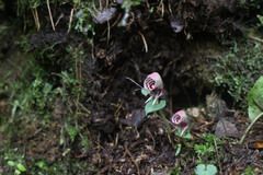 Corybas taliensis