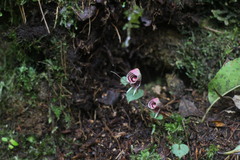 Corybas taliensis