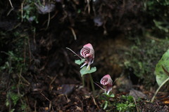 Corybas taliensis