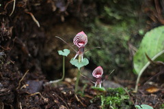 Corybas taliensis