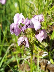 Pedicularis rhinanthoides