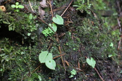 Corybas taliensis