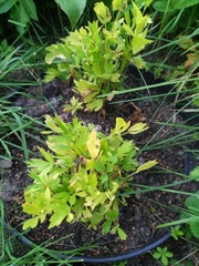 Levisticum officinale