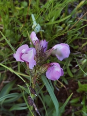 Pedicularis rhinanthoides