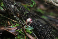 Corybas taliensis