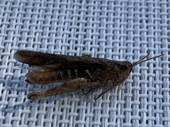 Glyptobothrus