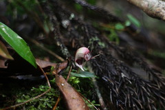 Corybas taliensis