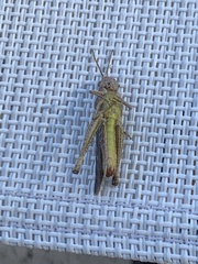 Glyptobothrus