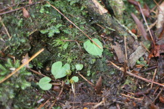 Corybas taliensis