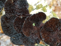 Polyporaceae