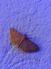 Polygrammodes eleuata