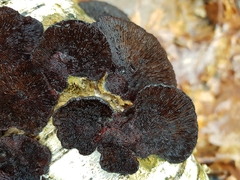 Polyporaceae