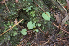 Corybas taliensis