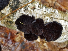 Polyporaceae