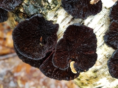 Polyporaceae