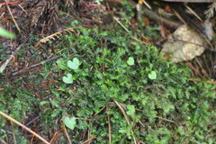 Corybas taliensis