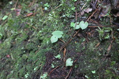 Corybas taliensis