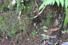Corybas taliensis