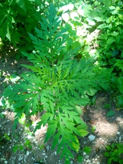 Ambrosia artemisiifolia