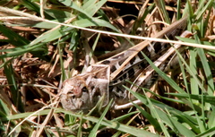 Hippiscini