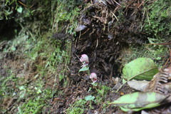 Corybas taliensis