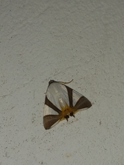 Eulepidotis metamorpha