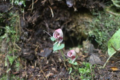 Corybas taliensis