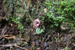 Corybas taliensis