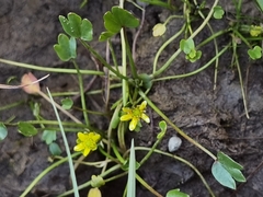 Halerpestes tricuspis