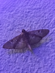 Microthyris anormalis
