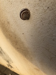 Cernuella virgata