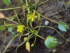 Halerpestes tricuspis