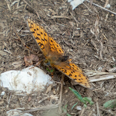 Argynnis niobe