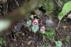Corybas taliensis