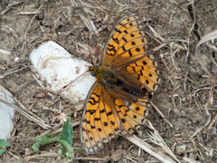 Argynnis niobe
