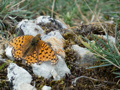 Argynnis niobe