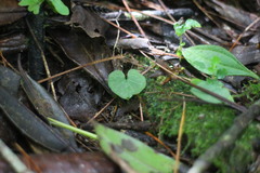 Corybas taliensis