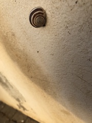 Cernuella virgata