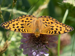 Argynnis adippe
