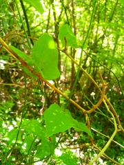 Smilax excelsa