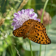 Argynnis adippe