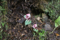Corybas taliensis