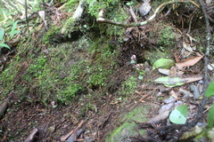 Corybas taliensis