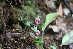 Corybas taliensis