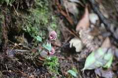 Corybas taliensis