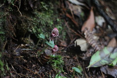 Corybas taliensis