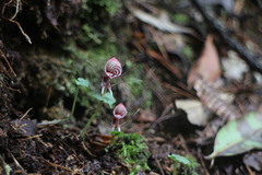 Corybas taliensis